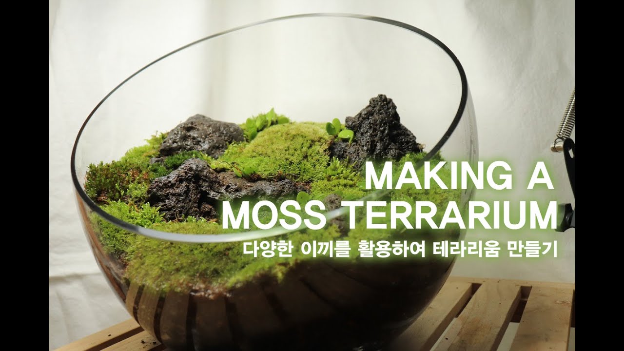 '집안에 작은 자연' 이끼 테라리움 만들기ㅣ MAKING A PICTURESQUE MOSS TERRARIUM  ㅣ이끼 키우기