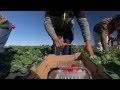 Strawberries - Harvesting