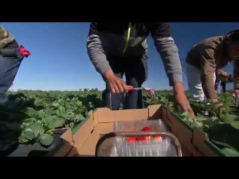 Video: Mkali Wa Strawberry Blackspot Sawfly