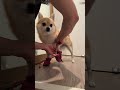 今日もみんな健康的に過ごせました💮 #柴犬 #豆柴 #ちわわ #ちわ柴