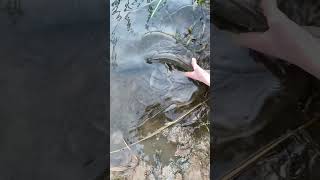 Stolzer Löwe #angeln #fishing #angel #hecht #fish #hechtangeln #pikefishing #angelköder