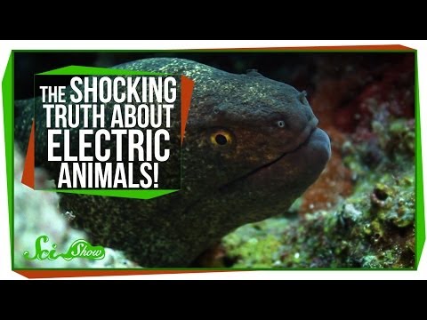 The Shocking Truth About Electric Animals! thumbnail