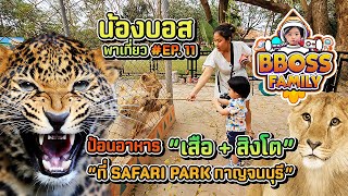 น้องบอส | ให้อาหารสิงโต เสือดาว เสือดำ เสือโคร่งที่ซาฟารีปาร์คกาญจนบุรี