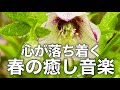 【春の癒しBGM】春を感じて心が落ち着く優しいリラックス音楽、自律神経を整え不安やストレス解消のためのヒーリングミュージック/睡眠用・作業用・勉強用BGM