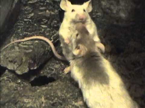 Mouse Social Interactions: The Submissive Posture