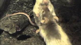 Mouse Social Interactions: The Submissive Posture