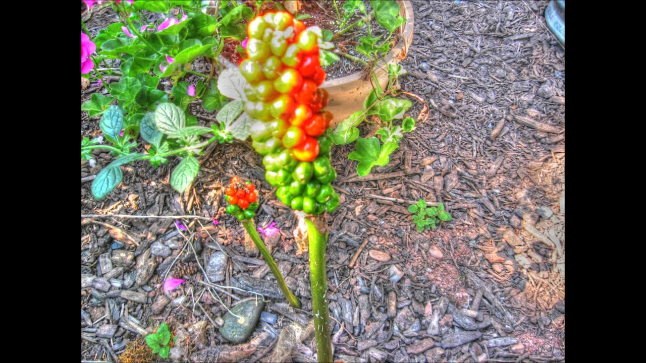 Italian Arum HDR