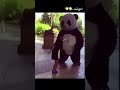 ترهملي وارهملك چن رشة شكر بالچاي