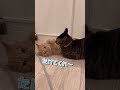 短い手足で喧嘩に挑んだら''馬''になっちゃった短足猫ちゃんwww