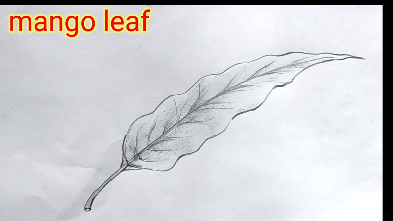 How to draw mango leaf for children/simple 🍀leaf drawing/foliage/আম পাতা আকা সহজে/সরলপত্র আকা