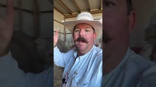 Why whole corn makes sense for our operation. #Ranch #Ranching #Cattle #Corn