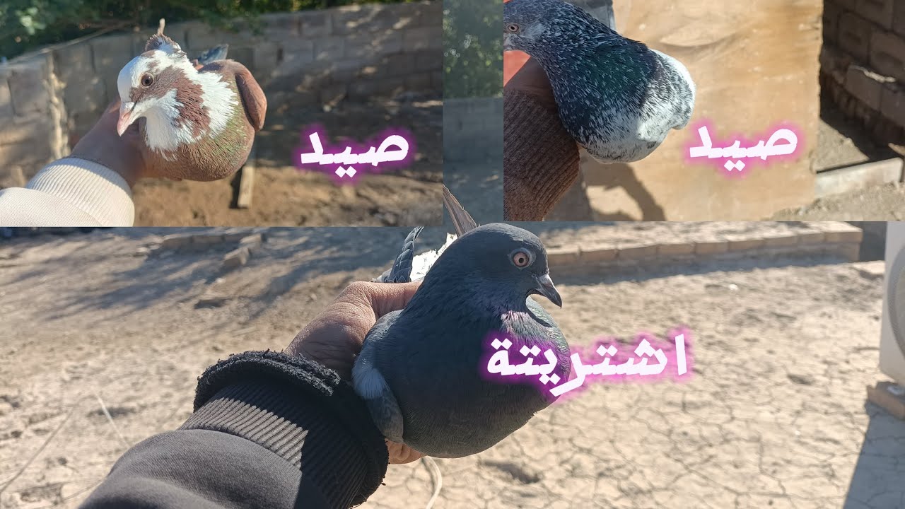 اشتريت طيرة لوت 🤩وصيد ثنين🔥🔥