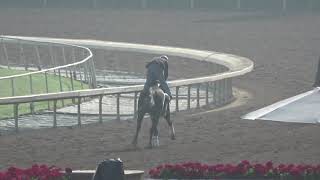 California Thoroughbred Racing Club's filly Aristeia: Family