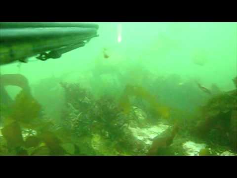 Spearfishing Video