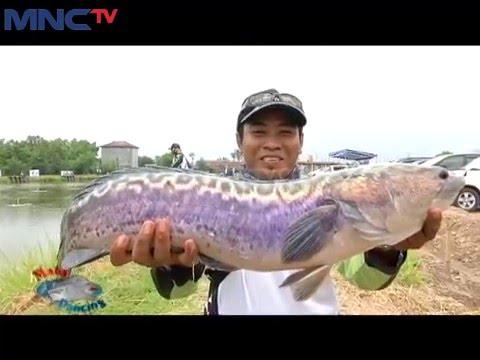Tips Memancing Ikan  Toman  Mata Pancing 26 3 YouTube