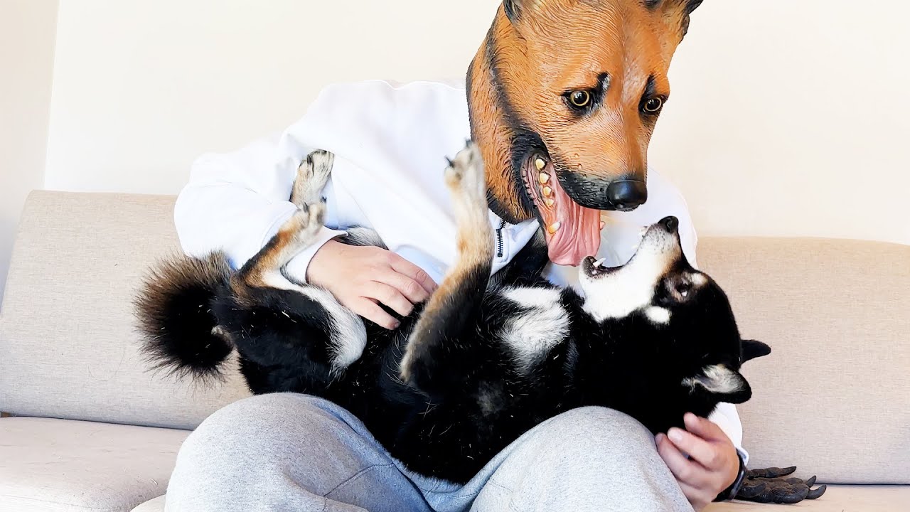 주인이 개가 되어 나타났더니 강아지 반응이.. ㅋㅋㅋ