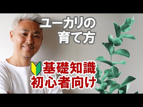 ユーカリの育て方 ややこしいことナシに植えて大きくしちゃう！