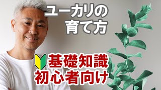 ユーカリの育て方 ややこしいことナシに植えて大きくしちゃう Youtube