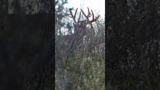 22 YARDS FROM A WORLD RECORD MULE DEER!!!  #wildlife #deer #wildlifephotography #wildanimals
