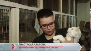 В Барнаульском приюте «Ласка» этим летом откроется котокомната В Барнаульском приюте «Ласка» этим летом откроется котокомната