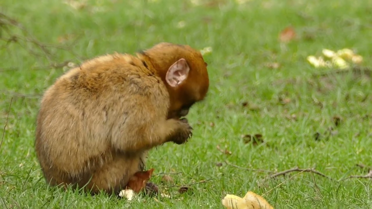 The Golden Monkeys of India |India HiddenKingdoms