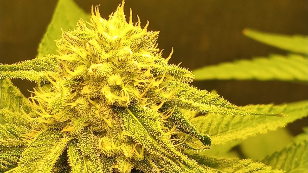 Atlas seeds week 5 Space Panda and Peanut Butter Breath