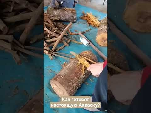 Настоящая Аяваска для русских #ayahuasca #аяваска #аяуаска