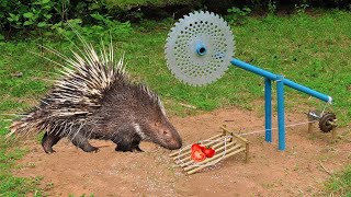 EASY PORCUPINE TRAP_ Creative DIY Porcupine Trap Using Cutter With PVCr (Work 100%).