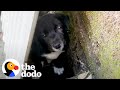 Rescued Puppy Had No Idea How To Play Until This Little Girl Showed Him How | The Dodo