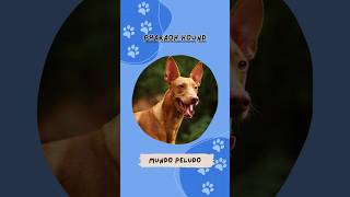 MUNDO PELUDO  PHARAOH HOUND. #animales #animals #mascotas #pets #pet #dog #dogs #perros #perro