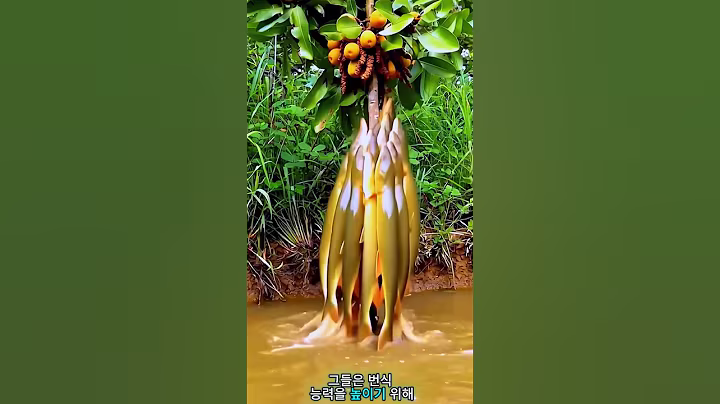 무화과 열매를 차지하기 위한 메기의 번식 전쟁