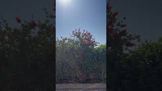 IMG 0454