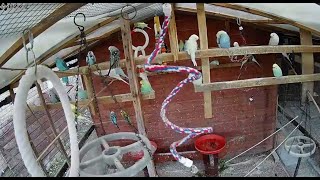 Live Budgies in their Aviary!