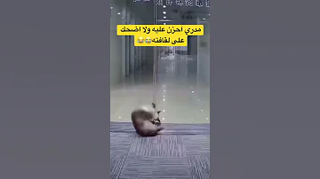 Explore السعودية Short تحديات مقالب ضحك Shorts Foryou Fyp اكسبلور قطط Cat 