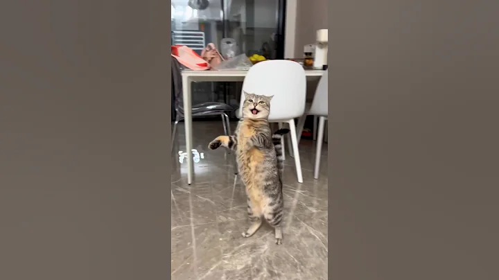 Video 5610541: cats catlover cutecat funnycats, kitten cutecat catlover funnycats, cutest cats compilation funny, animals cutest cats compilation, cats compilation funny baby, baby cute compilation cat