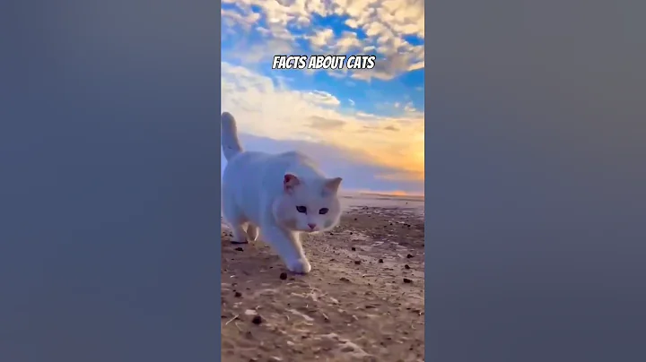 Video 3478161: shorthair siamese, domestic shorthair cat, cat facts, breed