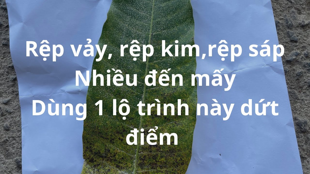 Rệp Vảy , rệp kim , rệp sáp nhiều đến mấy. Dùng 1 lộ trình này là dứt ...
