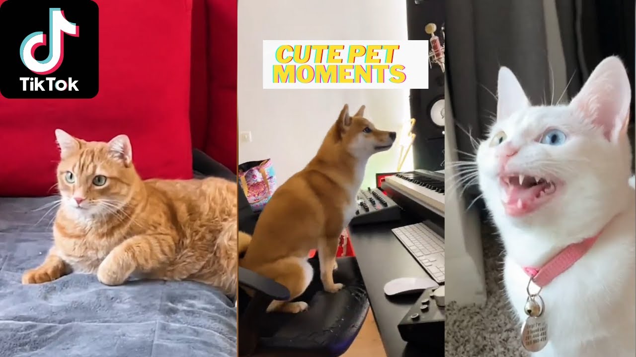 Funny Animal Tik Toks That Will Make Your Day 😍 💝 - YouTube