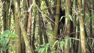 Golden Monkey Rwanda screenshot 5