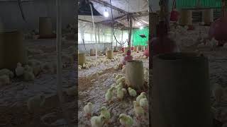 Day 1 #broilerchicken #peternaksejahtera #ayambroiler