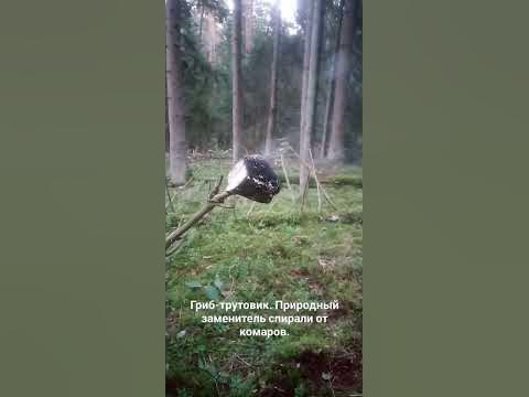 Гриб-трутовик. Заменитель спирали от комаров. - YouTube