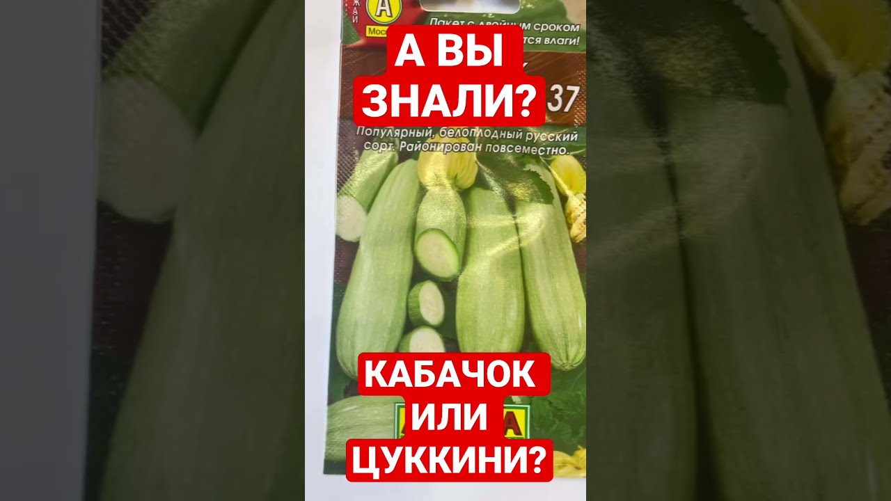Цукини И Кабачки Чем Отличаются Фото