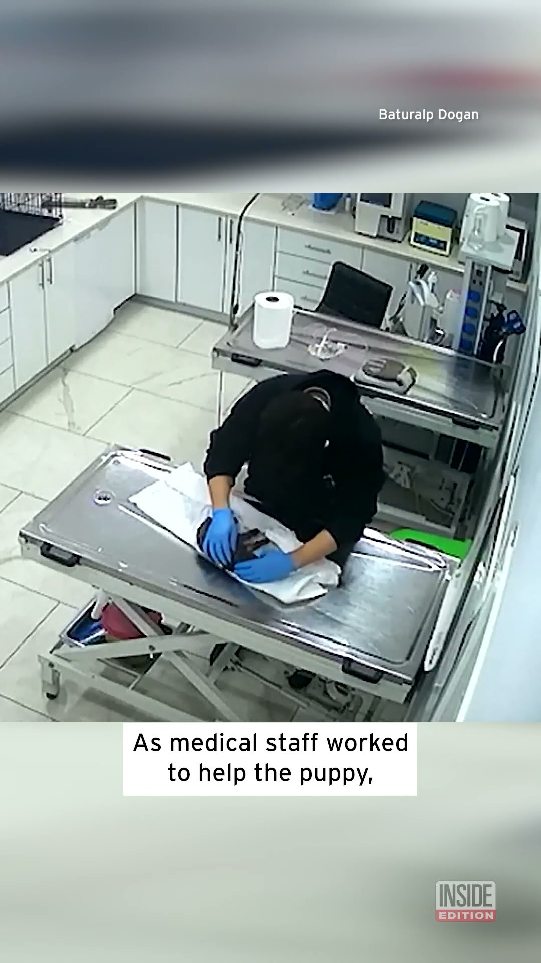 Mama Dog Carrying Puppy To Veterinarian Caught on Camera #shorts