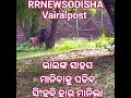 ଭାଇଙ୍କ ସାହସ ମାନିବାକୁ ପଡିବ ସିଂହବି ହାର ମାନିଲା #vairalpost #public #lion #jungle #man #zoo @Highlight