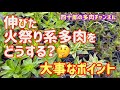 【多肉植物】🔥伸びた火祭り系多肉をどうする?🤔 大事なポイント
