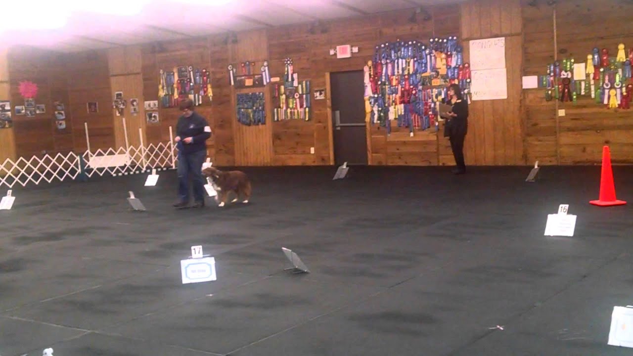 ASCA Novice Rally A score 196! - YouTube
