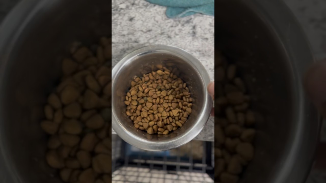 TRAINING MY EXOTIC BULLY