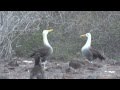 Albatrosses dancing Galapagos Islands