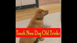 New TRICKS for Sable the Nova Scotia Duck Tolling Retriever Puppy