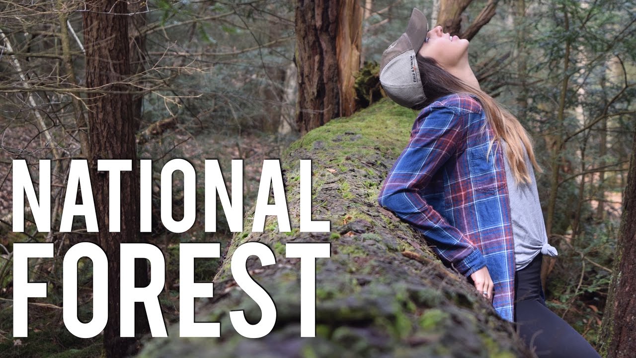 Hiking Allegheny National Forest - Black Bear